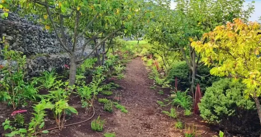 Hedge trimming as part of routine garden maintenance in Queenstown