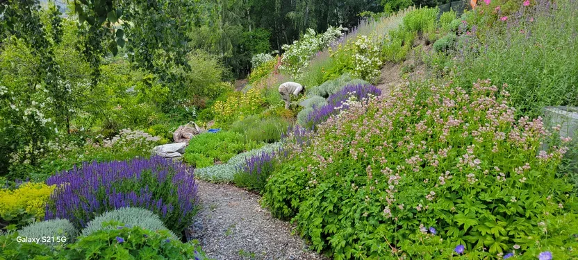 Conceptual landscape design plan laid out on site