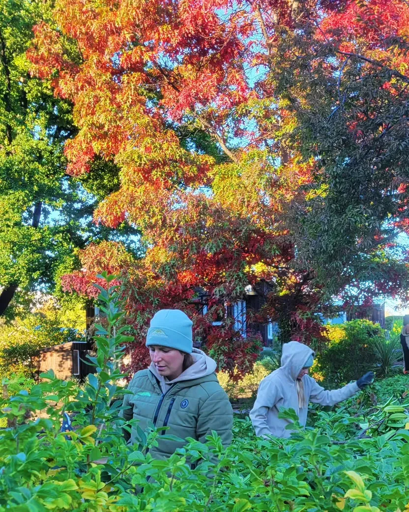Shrub pruning and plant health check in Queenstown garden